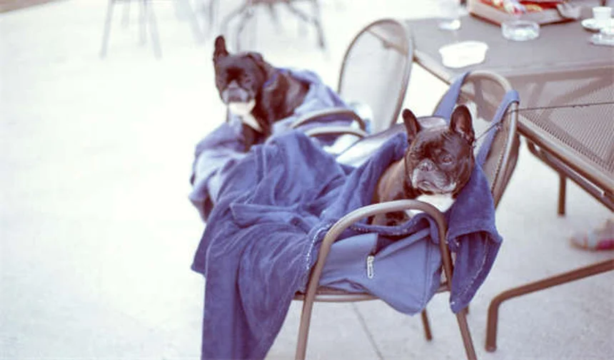 Ondansetron for Dogs: 5 Must-Know Facts About This Nausea Medication