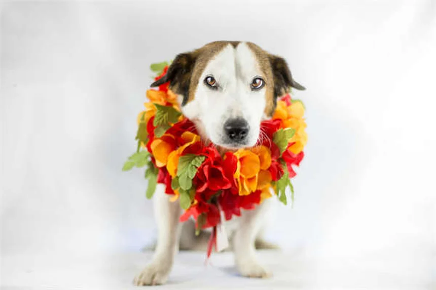 PetMD Symptom Checker: Your 24/7 Virtual Vet Assistant