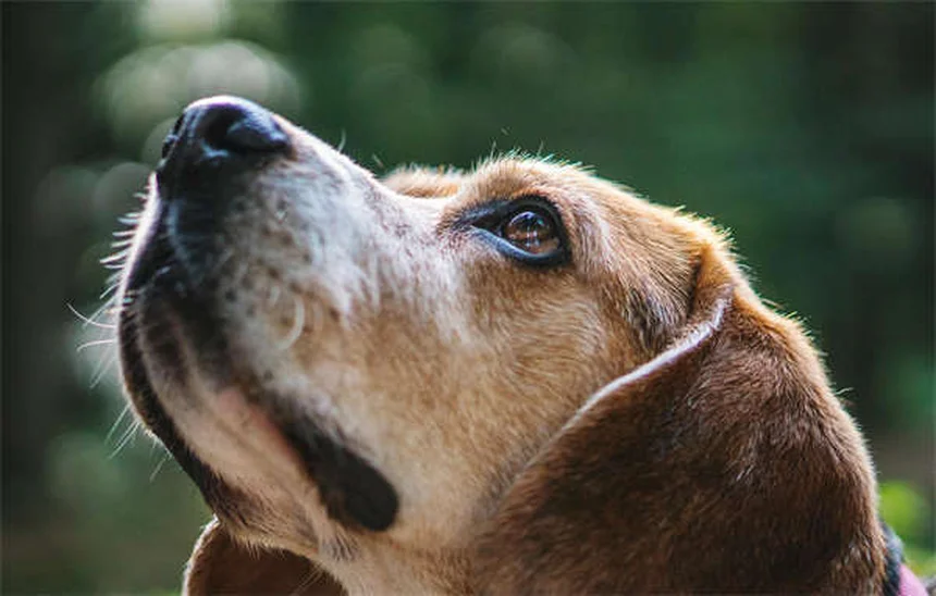Pet Euthanasia Guide: What to Expect When Saying Goodbye